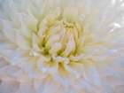Oregon-Canby-Swam Island Dahlias-Dahlia flower close-ups Art Print